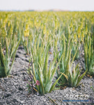 유니베라 알로에, 산업통상자원부 주최 2022 세계일류상품 선정