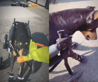 배정남 반려견 '벨', 전신마비였는데 '스스로 걷는' 기적…