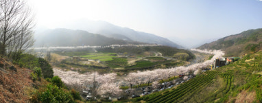 [지금지자체에서는]경남 하동군, 화개장터 벚꽃축제 개최 외