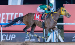 [경마]제27회 두바이월드컵 일본 경주마우스바 테소로우승