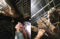 [종합] 황정음, 동물학대 인식부족 논란…뜰창에 갇힌 영양실조 호랑이 인증샷