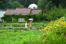 메밀꽃, 달빛에 숨이 막히는 장관 봉평…품위 있는 평창 가을 여행은 ~ing