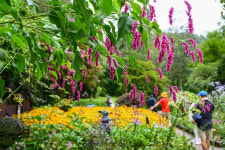 메밀꽃, 달빛에 숨이 막히는 장관 봉평…품위 있는 평창 가을 여행은 ~ing