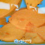 수산시장을 통째로 옮겨놓은 대형 회 전문점 노형수산시장