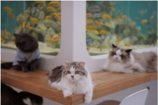 반려묘 라이프를 미리 체험해 볼 수 있는 국내 최초 공간 고양이카페 캣플