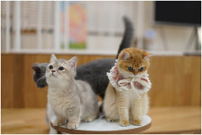 반려묘 라이프를 미리 체험해 볼 수 있는 국내 최초 공간 고양이카페 캣플