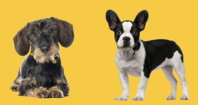 반려견 수명 랭커셔 힐러 15.4년 최장…최단 견종은?