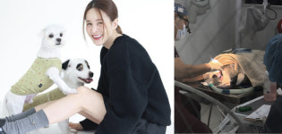 아이비 반려견 대수술, 무려 15개 발치...염증 때문에 치아뼈 녹아