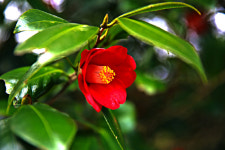 매화, 동백, 유채 꽃바람 살랑…겨울잠 깬 꽃망울, 봄이 왔나 봐요