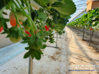 딸기케이크의 성지 스노우베리, 그 특별함으로 제4회 청룡시리즈어워즈를 빛내다