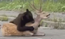 도로에서 사슴 목덜미 물고 사냥하는 곰 충격…먹이 부족 때문