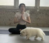 배 위에 올라타도 행복…강아지들과 요가, 힐링 체험 화제