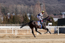 [경마] 2026년 대상경주 첫 승 주인공 스피드영, 제24회 세계일보배(L) 우승