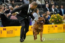 Westminster Dog Show