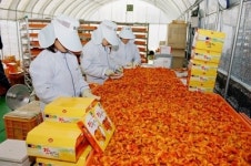 ‘씨없는 감 수출’ 청도군 등 12개기관 대통령상