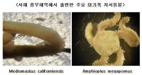 서해 중부연안서 신종 해양생물 176종 발견