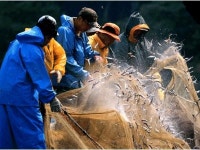 꽃게·낙지·참조기 어획량이 급증한 이유는…