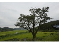 ‘하동 축지리 문암송’ 등 3건 천연기념물 지정