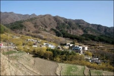 “올망졸망 모인 노란 꽃 너무 예뻐요”