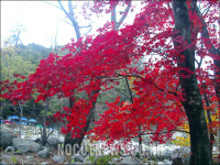설악산 단풍, 물들었네
