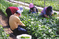 봄철 입맛 없을 때는 곤달비가 최고!