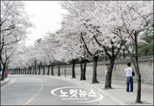 꽃구름 뒤덮힌 천년고도 경주 벚꽃 절정