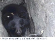서울-평양, 하마 주고 반달가슴곰 받는다