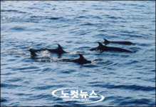 동해는 고래의 천국