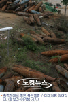 포연 스며든 매향리에 매화향기 찾아오네