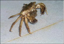 경북도, 동남 참게 자원 복원 위한 방류 실시