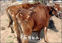 아예 냉장탑차로 전국 축사 한우만 노린 도둑 붙잡혀.