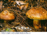 송이 생산량 껑충…농민 주머니는 홀쭉