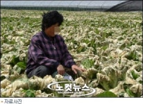 배추, 무 도둑 꼼짝마