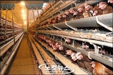 닭값 떨어지는데 치킨은 왜 그대론가! 담합의혹