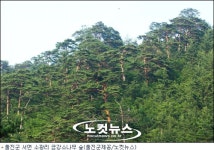 울진 금강소나무 문화재용 목재로 특별 관리된다