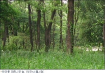 헌인릉 오리나무숲, 생태계보전지역 지정