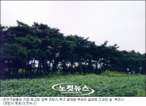 포항 북천수 숲, 천연기념물 지정 예고
