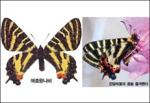 봄을 기다리는 애호랑·사향제비나비~