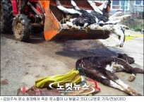 소 돼지 집단 폐사, 곡성 축산 농가 강력 반발
