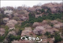 화사한 봄옷 갈아입은 완산 칠봉