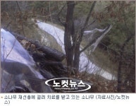 소나무 불법유통 감시 있으나 마나?