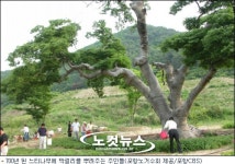 수령 700년 느티나무 막걸리 먹고 쑥쑥
