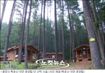 휴가철 맞아 광양 백운산 자연휴양림서 잇단 벌 쏘임 사고 발생