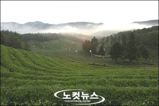 싱그러운 아침 운해가 낀 보성 다원