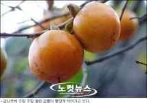[Nocut 포토] 탐스러운 감 탐내다가 탈납니다