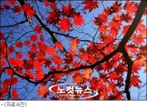 명품 단풍 백암산 오색 애기단풍 구경, 일주일 서두르세요