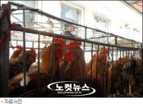 익산 조류인플루엔자 바이러스 양성 반응…비상체제 긴장