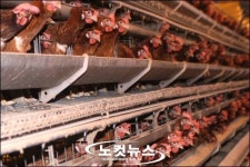 조류인플루엔자 관련, 닭 18만여마리 살처분 시작