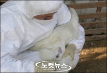 전남도,익산서 AI 의심 닭 폐사로 방역강화