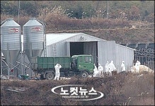익산지역 AI 살처분 사실상 오늘 마무리